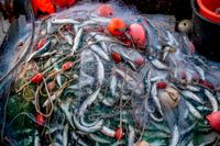 Havs- och vattenmyndighetens system för att säkerställa spårbarhet av fisk har stora brister, anser Statskontoret. Arkivbild.