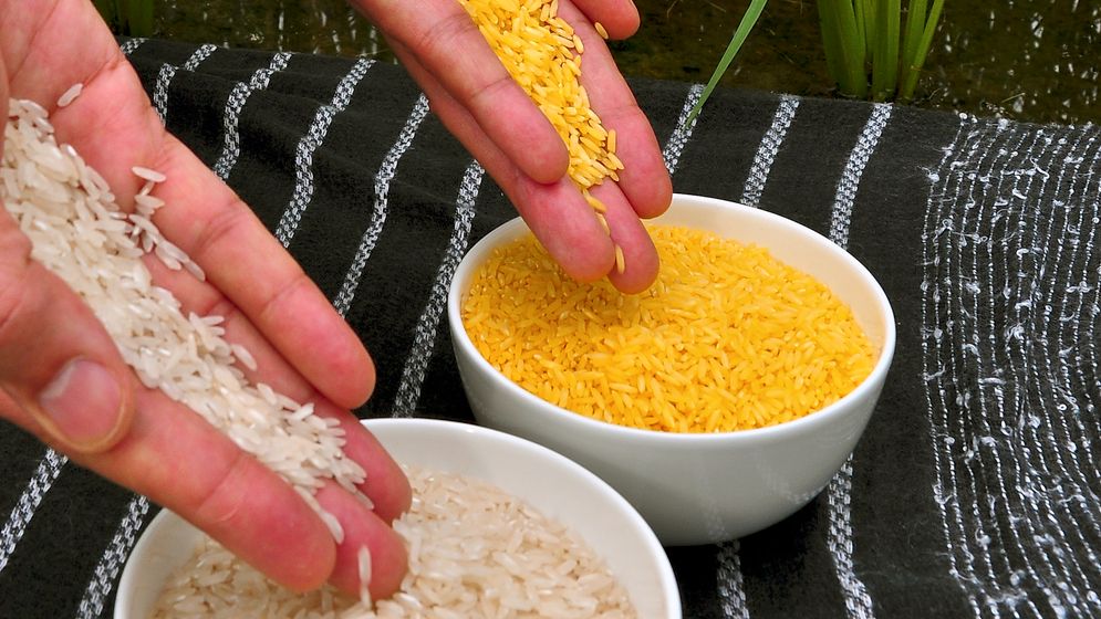 Vitt ris jämfört med gyllene ris, som har tagits­ fram med modern genteknik.
