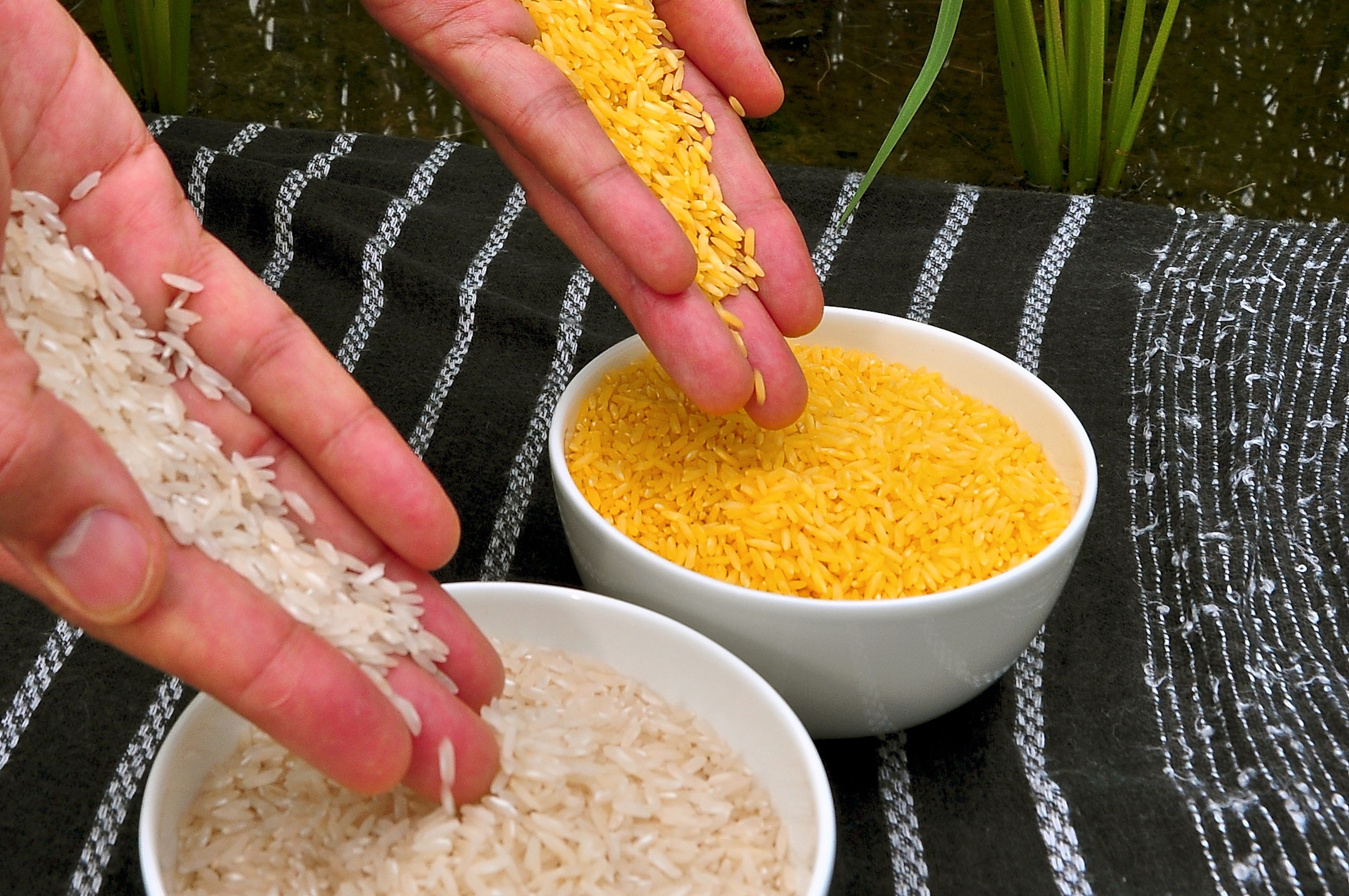 Vitt ris jämfört med gyllene ris, som har tagits­ fram med modern genteknik.