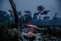 Brinnande träd i Amazonas.