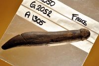 Ett dildoliknande föremål tillverkat av bearbetat och slipat horn har hittats vid Riksantikvarieämbetet UV:s utgrävningar vid Motala Ström. Fyndet kan dateras till äldre stenåldern, och har väckt stor uppmärksamhet utomlands på grund av sin ålder och förmodade användningsområde.