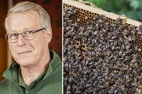 Yngve Kihlberg, ordförande för Biodlarföretagarna, säger att falsk honung i förlängningen hotar svensk livsmedelsförsörjning och biologisk mångfald. 