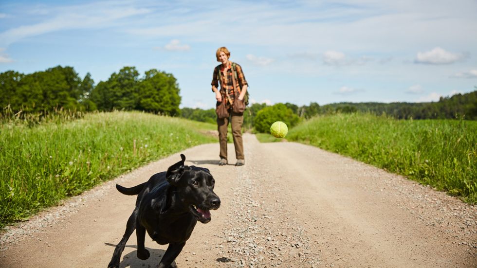 Hundkonsult Eva Bodfäldt leker med sin labrador retriever Will-Ja.