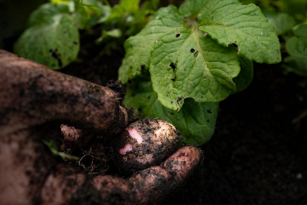 ”Pelpärer” kallades den här småländska potatisen i dess hemtrakter.