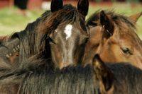 Forskningen visar att människor mår bra tillsammans med hästar och det skriver säkert över 500 000 aktiva hästälskare i Sverige under på, skriver artikelförfattarna.
