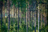 Skogsägare som förbjudits att avverka den egna skogen har blivit utan ersättning med hänvisning till miljöskyddsskäl. Detta bör ändras, skriver artikelförfattarna. 