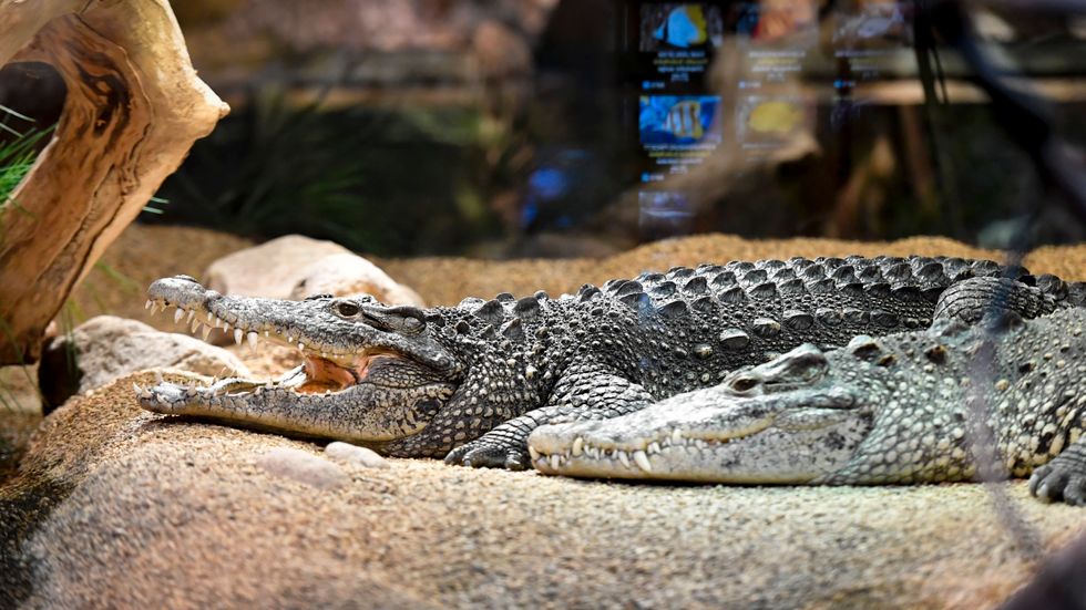 Hösten 2019 blev krokodilerna på Skansen löpsedelsstoff när en av dem bet av en besökares arm under en kräftskiva. 