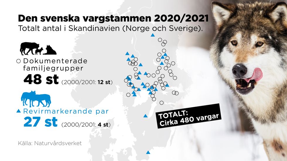 Den skandinaviska vargstammen, som utgörs av populationen i Sverige och Norge.