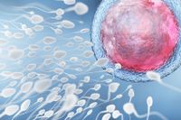 I en enda sädesavgång kan det finnas hundratals miljoner spermier. En enda av dessa får äran att befrukta äggcellen, så att den biologiska processen för att skapa en helt ny individ kan börja.