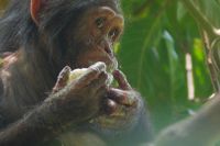 En schimpansunge som äter mango i en film producerad av National Geographic. Arkivbild.