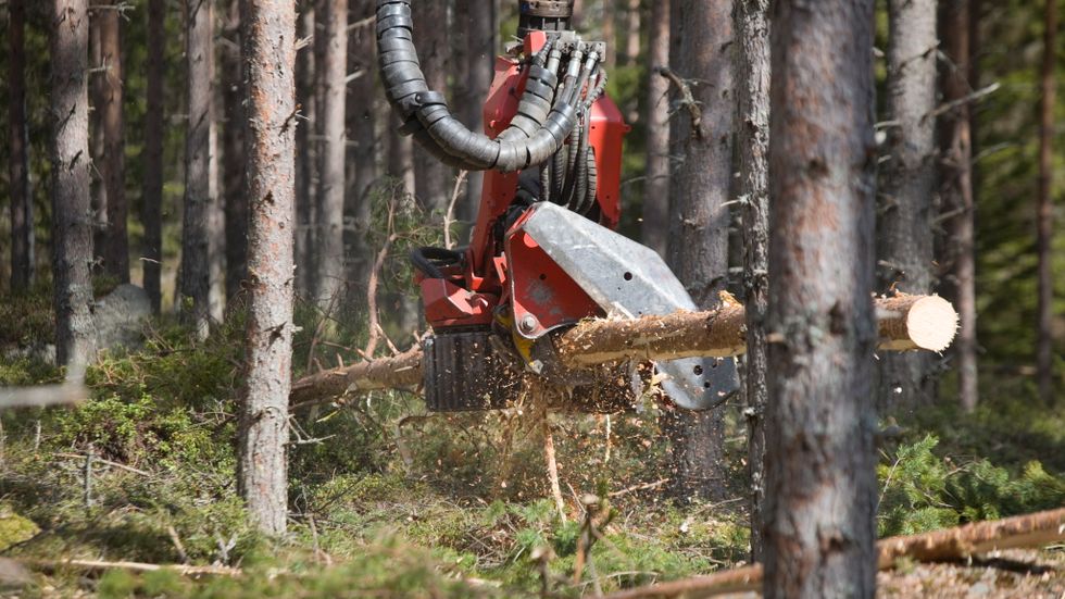 Skogsstyrelsen gick förra veckan ut med nya direktiv till skogsägare som vill avverka. Arkivbild.