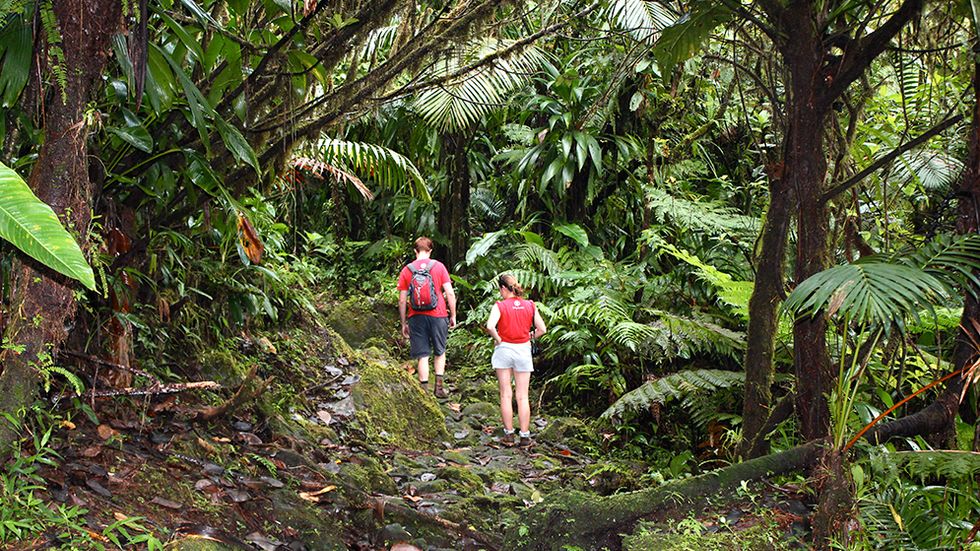 Att vandra i regnskogen är en upplevelse.