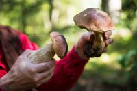 Många har hittat mycket Karl Johan-svamp i år. Andra har inte hittat något. Det är väldigt olika från skog till skog, säger experten. Arkivbild.