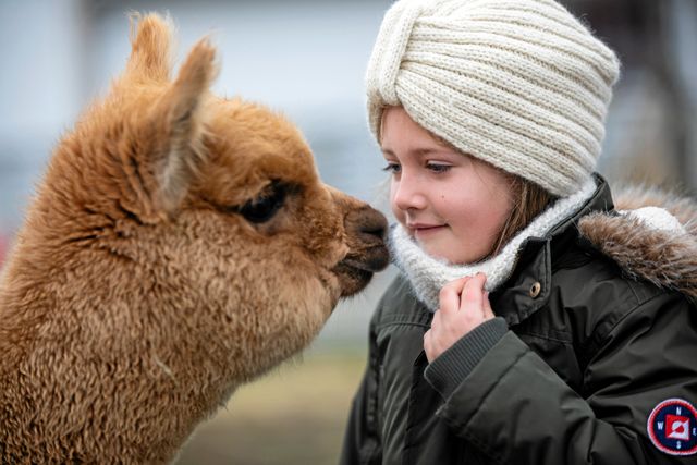 Många besökare brukar komma till gården och titta på alpackorna. Då brukar Milva gå med och berätta om djuren. Hon känner sig trygg bland de snälla och lugna alpackorna. 