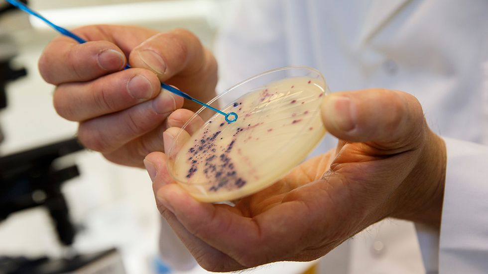 Antibiotikaresistenta bakterier som odlats på ett laboratorium i Oslo. 