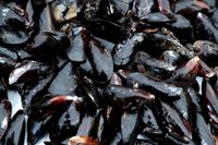 Ny studie visar att införandet av musselodlingar sänker kostnaderna. Arkivbild.