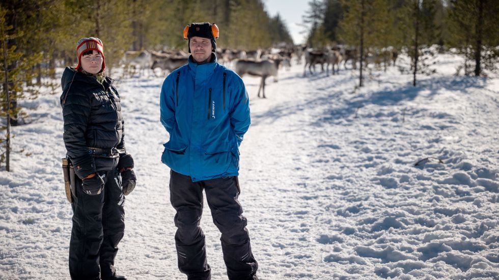 Katarina Sevä och Ronny Nyström i Muonio sameby skriver att Sveaskog fortsätter att kalhugga livsviktiga skogar. 