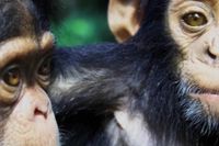 Två schimpansungar i Nigeria säger mer om dig än du anar. Foto: Boris Heger/TT