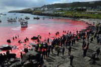 Blodet från grindvalsjakt på Färöarna färgar havet rött. Arkivbild.