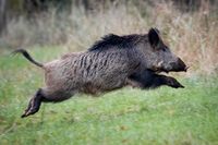 Flera fall av afrikansk svinpest har upptäckts hos vildsvin i Tyskland. Arkivbild.