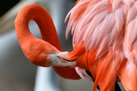 En rosa flamingo, fotograferad på en djurpark i Tyskland. Arkivbild.