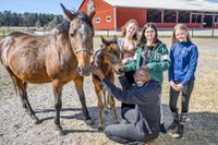 Hästintresserade Iris, 11, Viyan, 11, och Emilia, 11, på besök tillsammans med SvD Juniors djurexpert Buba Badjie på Annemanna gård på Ekerö.
