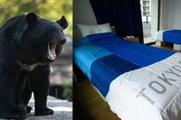 Anti-sexsängarna och björnproblemen i Tokyo