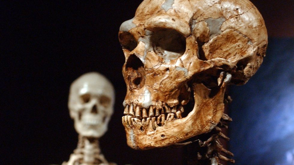 Neandertalarnas hjärna tycks ha utvecklats lite annorlunda jämfört med moderna människor.