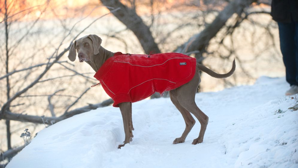 Ett hundtäcke gör stor skillnad för din fyrbenta kompis i vinter.