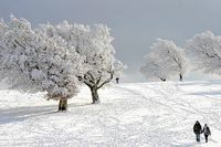 Snön föll över stora delar av Europa på måndagen - på bilden syns snötäckta träd i tyska Shauinsland.