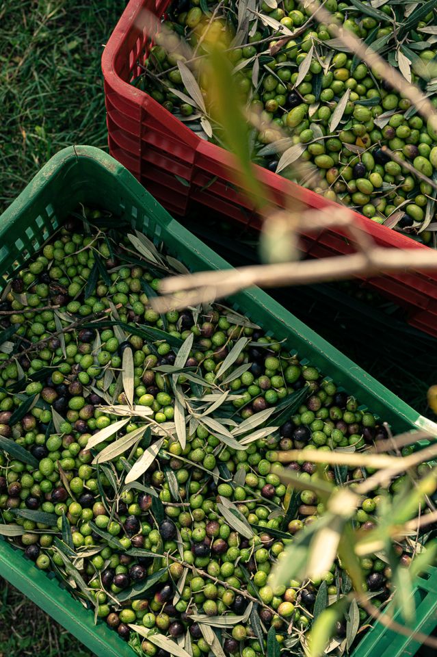 Den berömda gården Ornellaia gör inte bara omtalade viner utan även en riktigt god extra jungfru-olivolja.