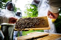 Konsekvenserna av den kyliga sommaren är, förutom ett dåligt honungsår, även att bina inte lägger ägg i den utsträckning som de ska. Vilket kan leda till att det blir färre bin nästa år.