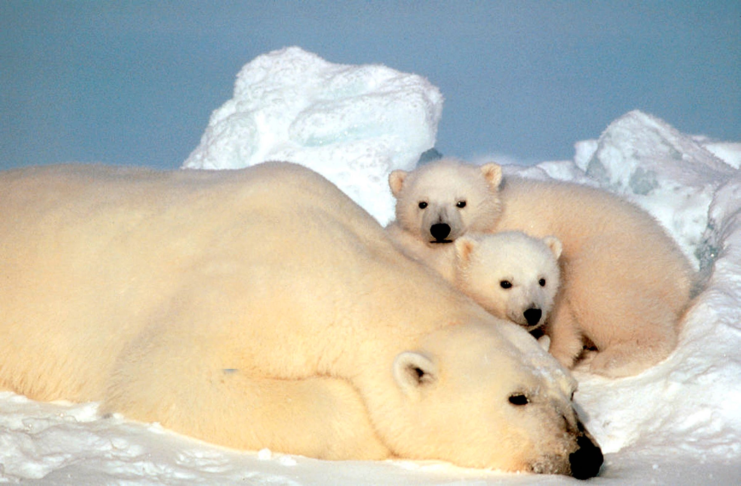 Tillvaron för Alaskas isbjörnar hotas av klimatförändringarna.