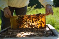 Både i staden och på landet drabbas bina hårt av gifter som männi­skan sprider. Forskning visar att flera olika bekämpningsmedel kan skada deras navigeringsförmåga, skriver artikelförfattarna.