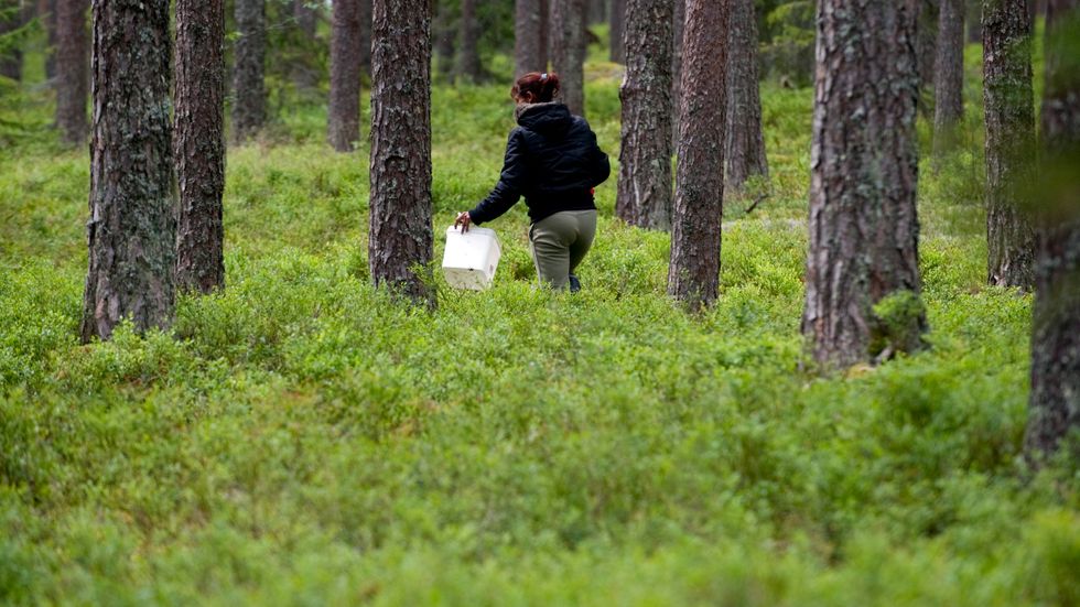 Varje år anställs ungefär 30 000 utländska säsongsarbetare i det svenska skogs- och lantbruket. Varför går inte de jobben till nyanlända?