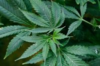 En man i Norrköping har dömts för att ha odlat cannabis hemma, men anser att han borde friats eftersom slutprodukten var för dålig. Arkivbild.