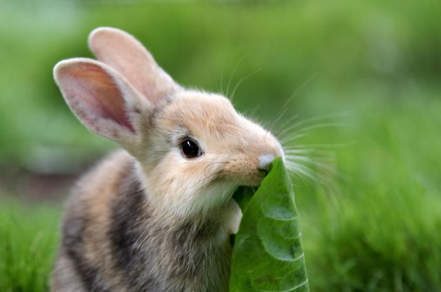 För mycket morötter kan ge din kanin problem med matsmältningen. 