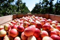 Kiviks Musteri räknar med en skörd på omkring 700 ton äpplen i år.