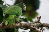 Papegojarten puertoricoamazon är en av många arter i världen som är hotad. Arkivbild.