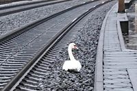 En svan på spåret orsakade i förra veckan kraftiga störningar i tågtrafiken i Tyskland. 