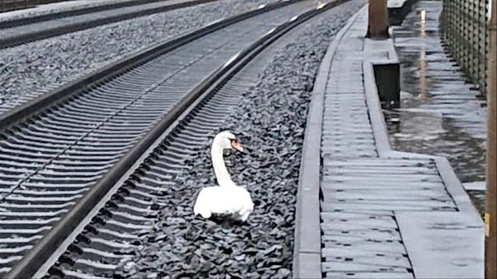 En svan på spåret orsakade i förra veckan kraftiga störningar i tågtrafiken i Tyskland. 