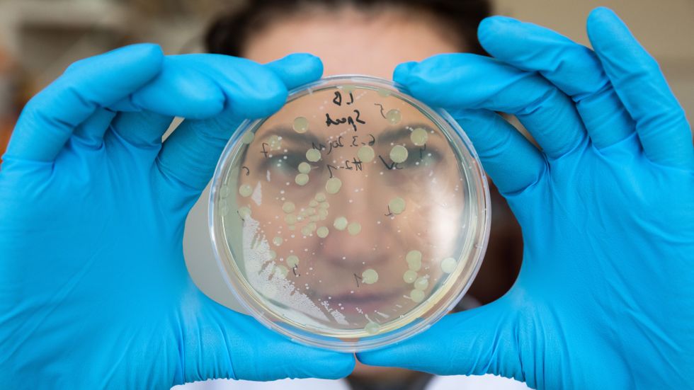 En anställd på Botjkovs forskningscentrum för medicinsk genetik i Moskva kontrollerar en bakterieodling i arbetet med genredigering.