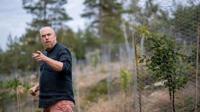 Henrik Sjöman forskar om träd som ska klara ett framtida klimat.