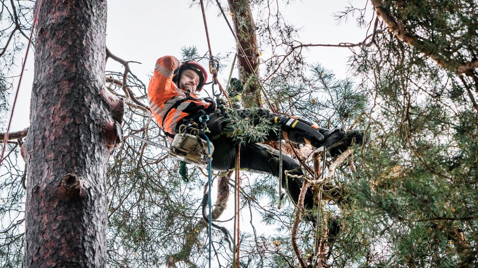 Arboristen Christian Åberg skär bort skadade grenar på en tall. För att nå trädkronan i det 20 meter höga trädet behöver han klättra på rep 