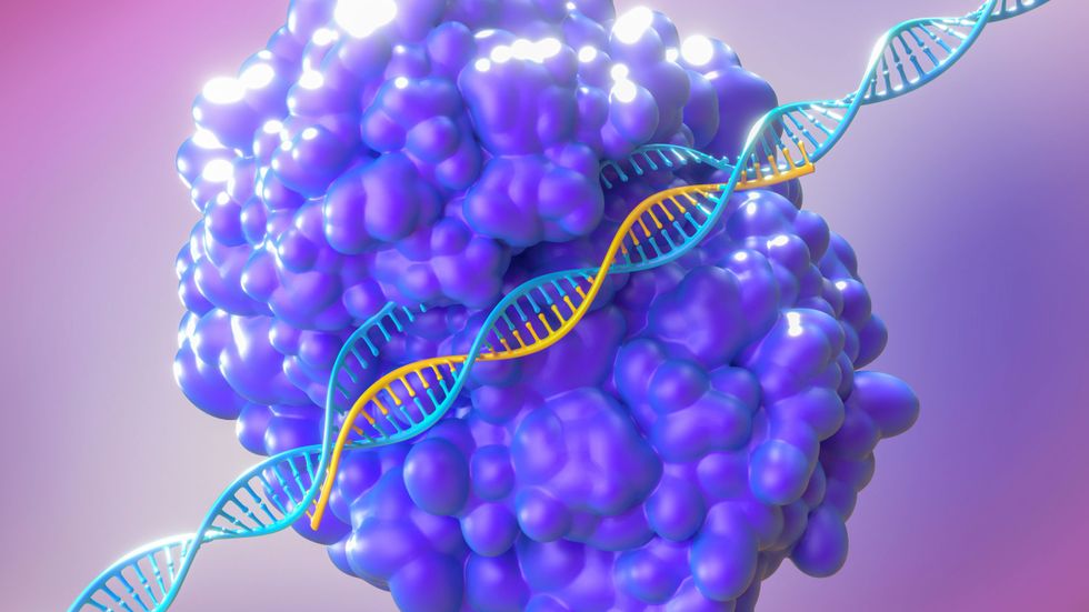 Bilden visar hur Crispr-tillverkat rna (orange) tillsammans med ett Cas-tillverkat enzym (lila) läser av och klipper upp en dna-molekyl (blå) 