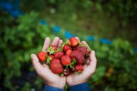 SvD har besökt en ekologisk jordgubbsodling i Södertälje.