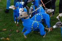EU-prydda hundar på språng. Arkivbild.
