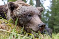 Licensjakten av björn inleddes under lördagen och totalt får 501 björnar skjutas i landet. Arkivbild.