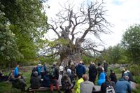Besökare gläds åt den utdömda Kvillekens gren med nyutsprungna löv på. Trädet i naturreservatet Kvill i Vimmerby kommun är en av Europas äldsta ekar.