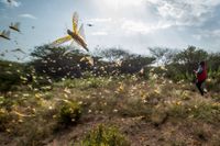 Östafrika upplever just nu den värsta invasionen av gräshoppor på ett kvarts sekel. FN:s livsmedels- och jordbruksorgan FAO ska testa drönare i kampen mot gräshopporna, som ödelägger de marker där de sveper fram. Arkivbild.